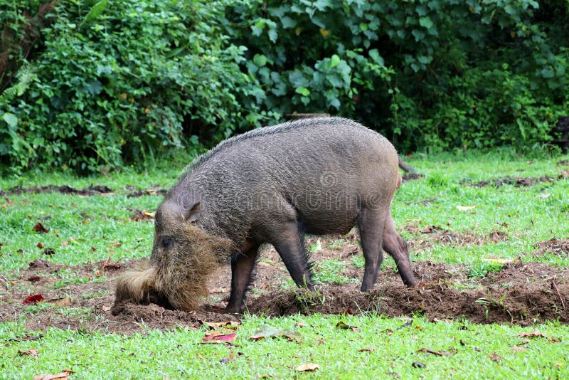 Bornean uppsökte svinSusbarbatusen - Borneo Malaysia Asien royaltyfria foton Bornean uppsökte svinSusbarbatusen - Borneo Malaysia Asien royaltyfria foton