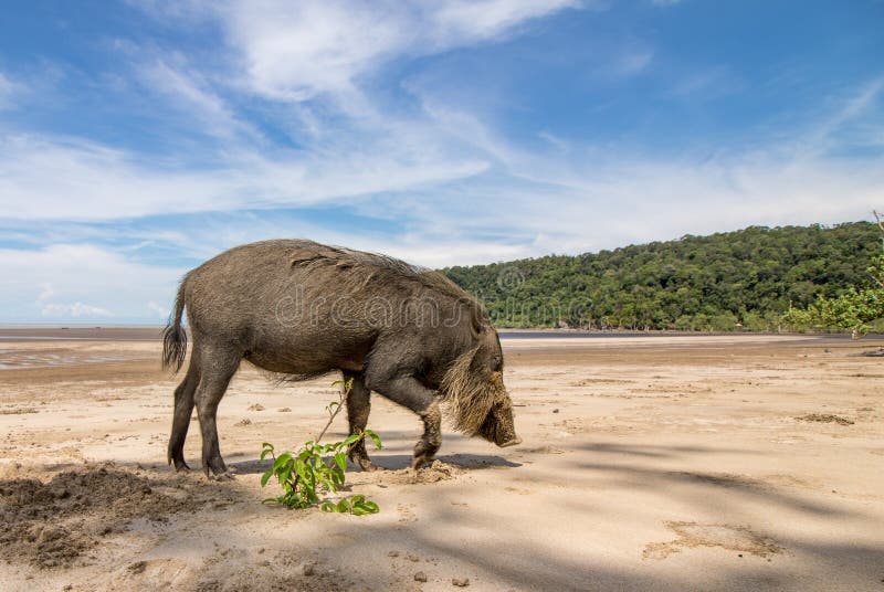 Bornean uppsökte svinsusen Barbatus på stranden fotografering för bildbyråer Bornean uppsökte svinsusen Barbatus på stranden fotografering för bildbyråer