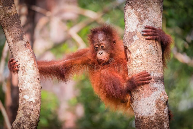 Baby orangutan sitting on a tree, one of living in the reserve in Borneo. Baby orangutan sitting on a tree, one of living in the reserve in Borneo