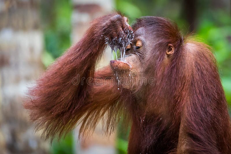 Baby orangutan drinkers, one of living in the reserve in Borneo. Baby orangutan drinkers, one of living in the reserve in Borneo