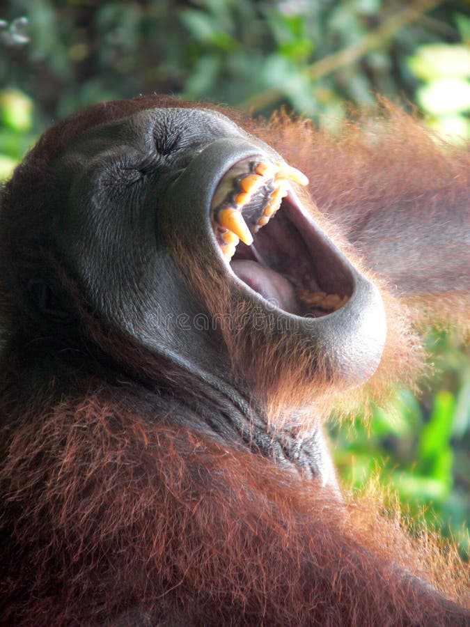 Borneo. Adult Orangutan stock photo