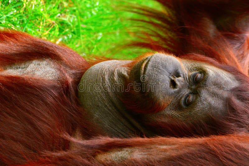 Borneo-Orang-Utan stockfotos Borneo-Orang-Utan stockfotos