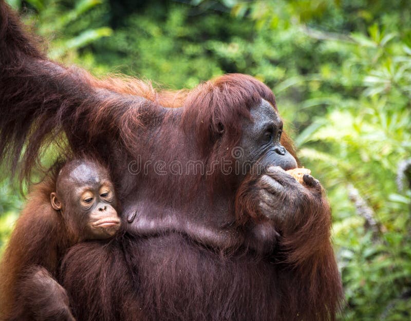 Borneo-Dschungel stockbild. Bild von sarawak, reise, park - 40742295