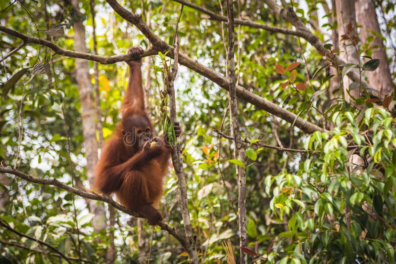 Borneo orangutan obraz royalty free Borneo orangutan obraz royalty free