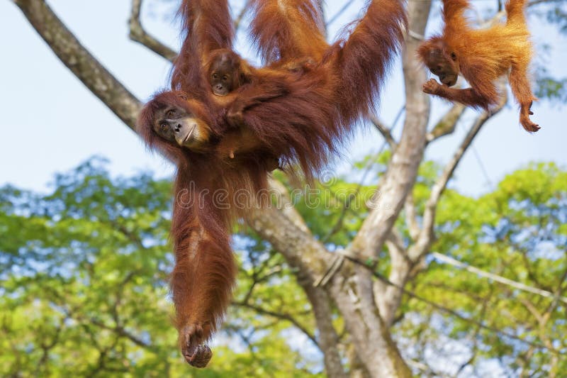 Borneo Orangutan