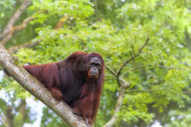 Borneo Orangutan