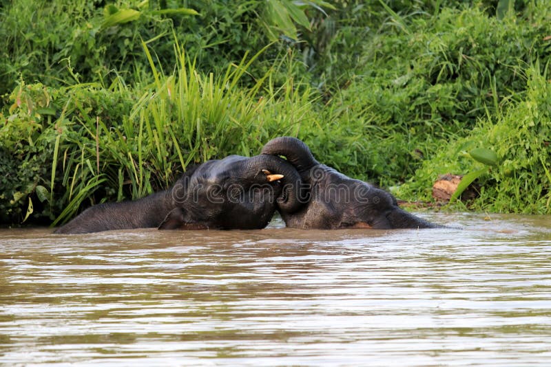 Borneo słoni Elephas maximus pigmejowy borneensis kąpać w rzece - Borneo Malezja Azja fotografia stock Borneo słoni Elephas maximus pigmejowy borneensis kąpać w rzece - Borneo Malezja Azja fotografia stock