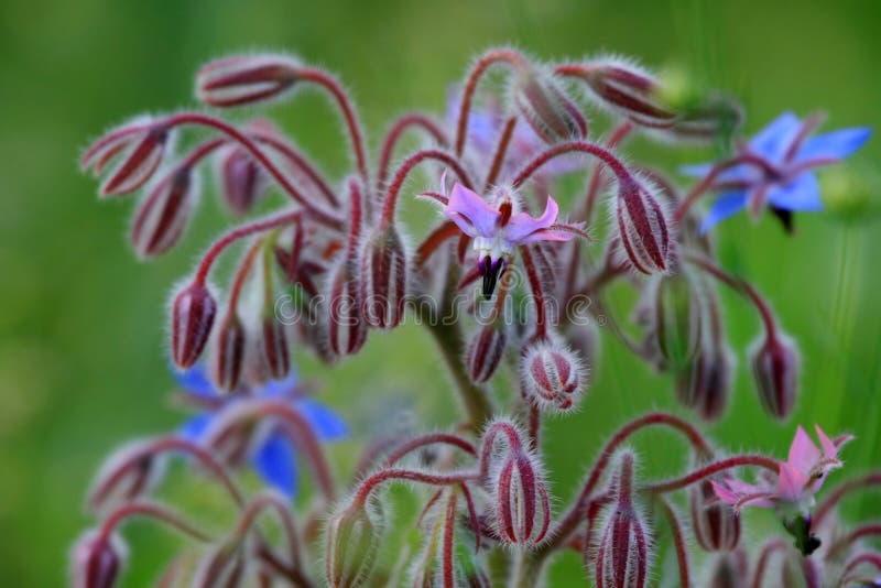 Borragine anche conosciuta come uno starflower fotografia stock Borragine anche conosciuta come uno starflower fotografia stock