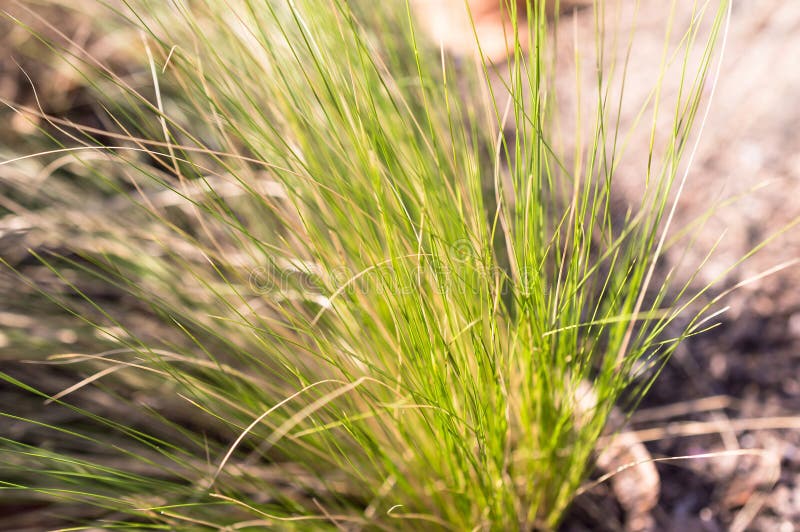 Borre a grama no parque com luz do sol, borrão imagens de stock Borre a grama no parque com luz do sol, borrão imagens de stock
