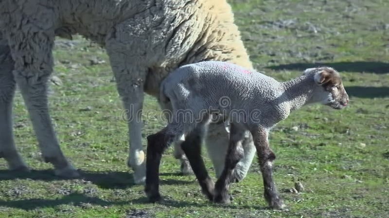 Borrego bebê andando perto da ovelha mãe na fazenda