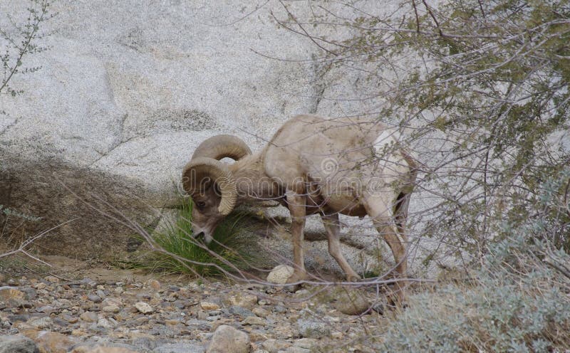 Borrego Big Horn Sheep Grazing