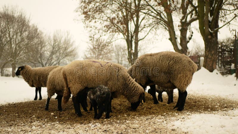 Borregos de ovelha leite materno bio inverno agricultura biológica herbácea milho forragem de rebanho