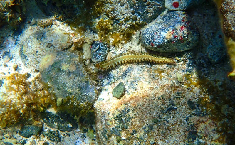 Borstenwurm gefunden entlang der Unterseite des karibischen Meeres lizenzfreie stockbilder Borstenwurm gefunden entlang der Unterseite des karibischen Meeres lizenzfreie stockbilder
