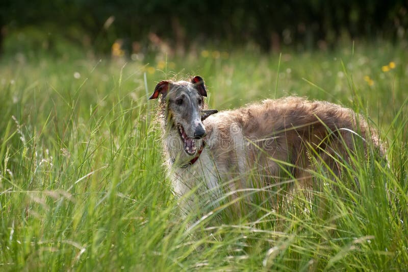 Borzoi