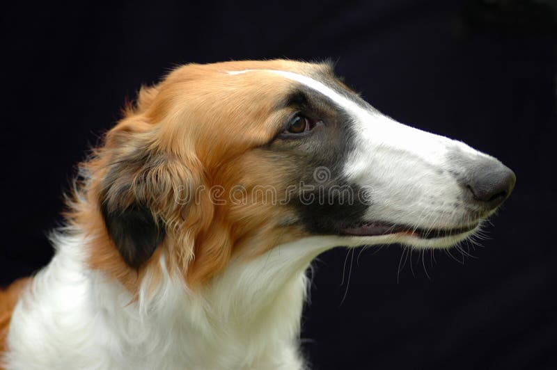 A beautiful Borzoi windhund dog head profile portrait with proud expression in the face watching other dogs. Image on black studio background.