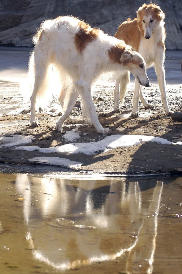 Borzoi