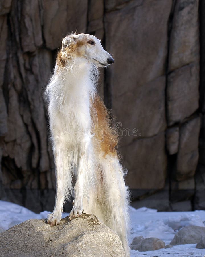 Borzoi