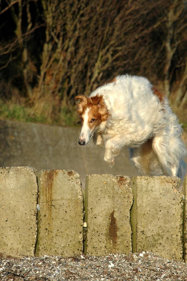 Borzoi Dog Jumps Over a Barrier. Stock Image Image of nose, animal