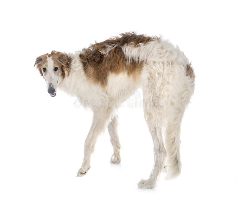 Are Borzoi Hypoallergenic