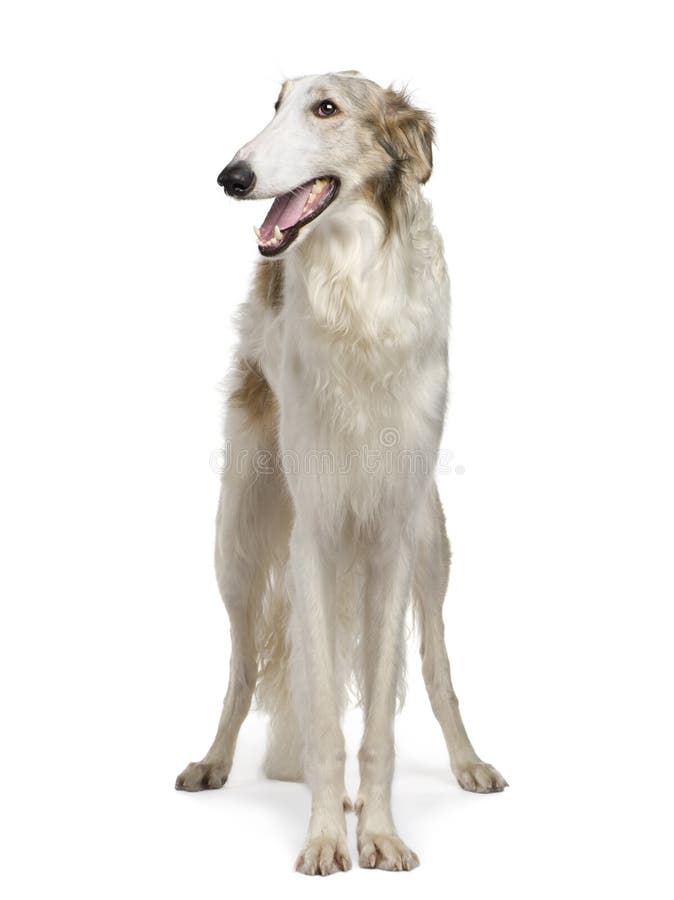 Borzoi - Russian Wolfhound (15 months) in front of a white background. Borzoi - Russian Wolfhound (15 months) in front of a white background