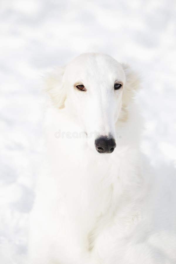 Large borzoi ight-hound set against pure white snow, portrait shot. Large borzoi ight-hound set against pure white snow, portrait shot.