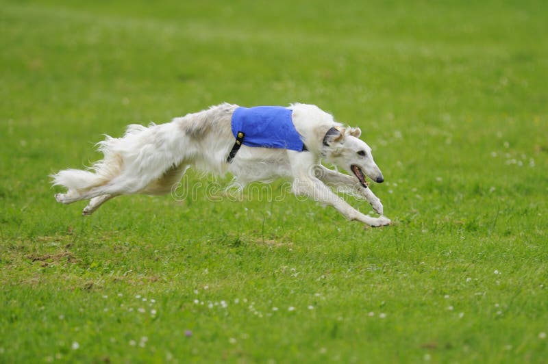 A Borzoi sight-hound lure coursing in the final championships. A Borzoi sight-hound lure coursing in the final championships