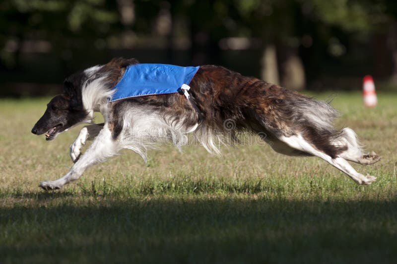 A borzoi lure coursing at full speed. A borzoi lure coursing at full speed