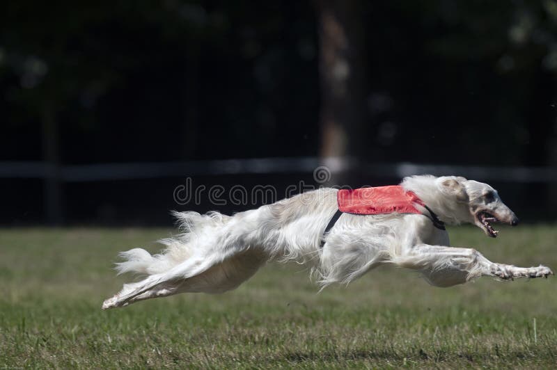 Borzoi lure coursing at full speed. France. Borzoi lure coursing at full speed. France