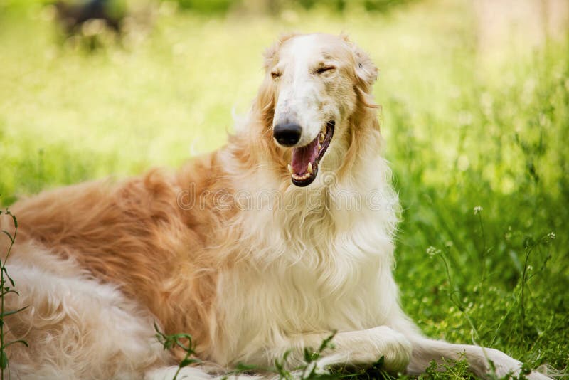 Russian wolfhound (borzoi) is a breed of domestic dogs (Canis lupus familiaris). Russian wolfhound (borzoi) is a breed of domestic dogs (Canis lupus familiaris)