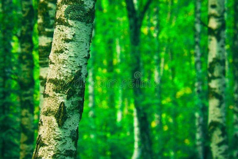 Birch forest trunks in summer. Birch forest trunks in summer