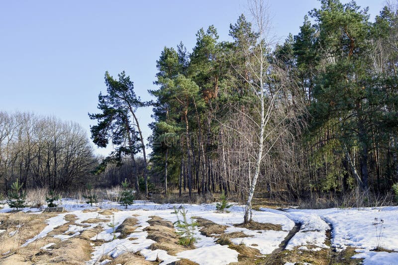 Bos in de vroege lente met gesmolten sneeuw op een heldere Zonnige dag Landschap, achtergrond royalty-vrije stock fotografie Bos in de vroege lente met gesmolten sneeuw op een heldere Zonnige dag Landschap, achtergrond royalty-vrije stock fotografie