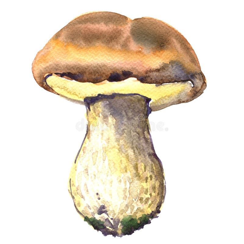 Bos, eetbare eekhoorntjesbrodenpaddestoelen, porcinipaddestoel, waterverfillustratie royalty-vrije illustratie Bos, eetbare eekhoorntjesbrodenpaddestoelen, porcinipaddestoel, waterverfillustratie royalty-vrije illustratie