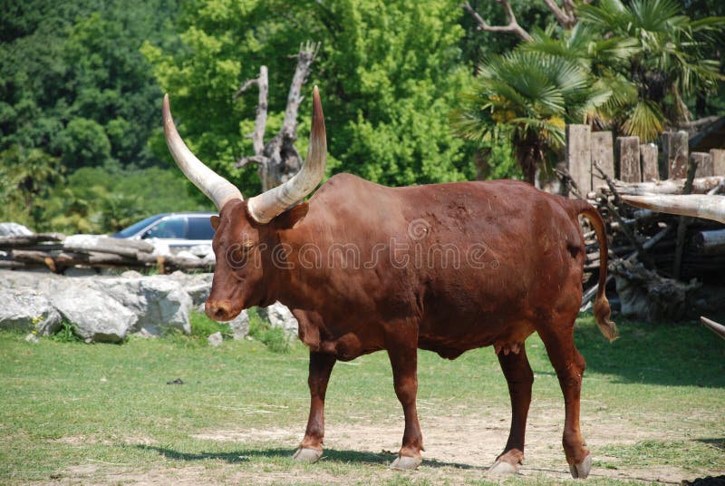 Bos taurus