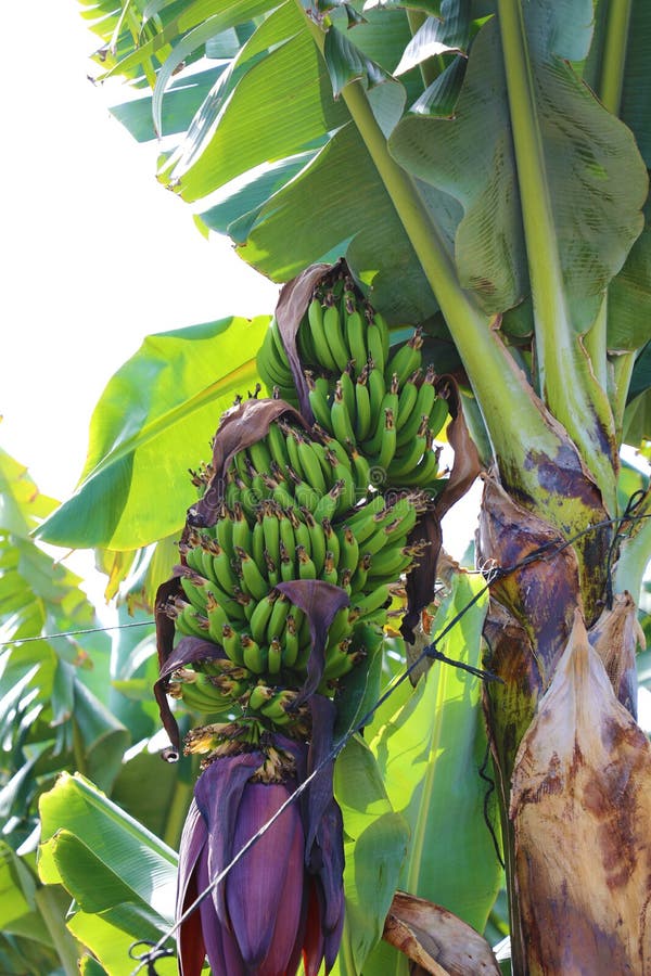 Bos van bananen met banaanbloesem royalty-vrije stock foto's Bos van bananen met banaanbloesem royalty-vrije stock foto's