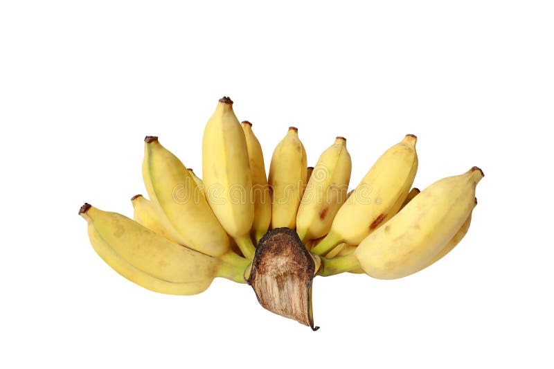 Bos van Gecultiveerde die banaan op witte achtergrond wordt geïsoleerd stock fotografie Bos van Gecultiveerde die banaan op witte achtergrond wordt geïsoleerd stock fotografie