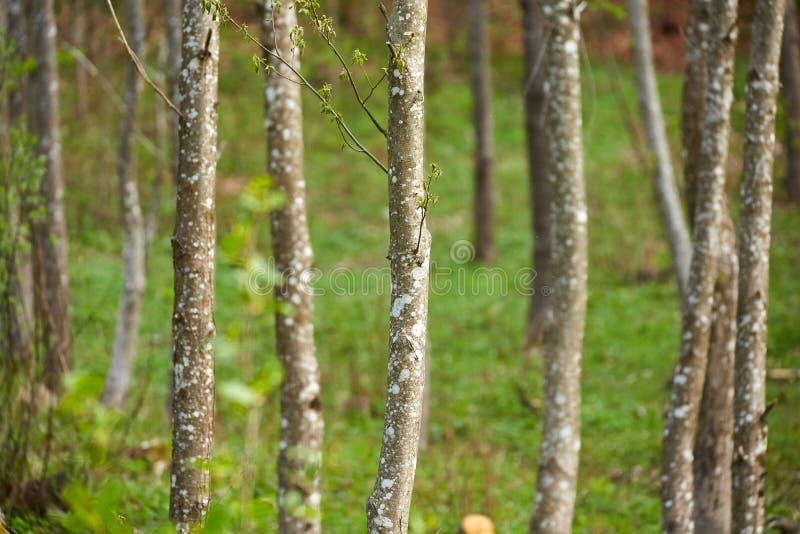 Bos van haagbeukbomen in de lente stock afbeelding
