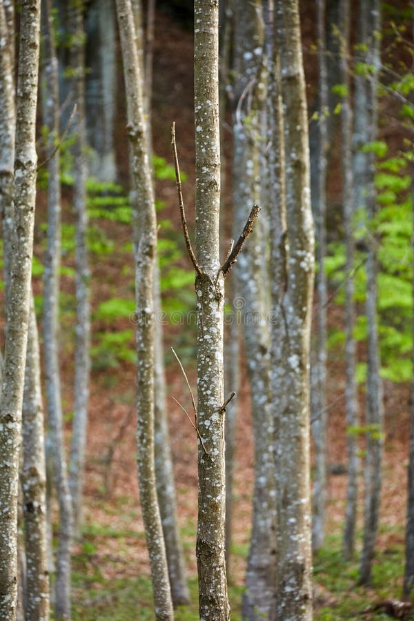 Bos van haagbeukbomen in de lente royalty-vrije stock afbeeldingen