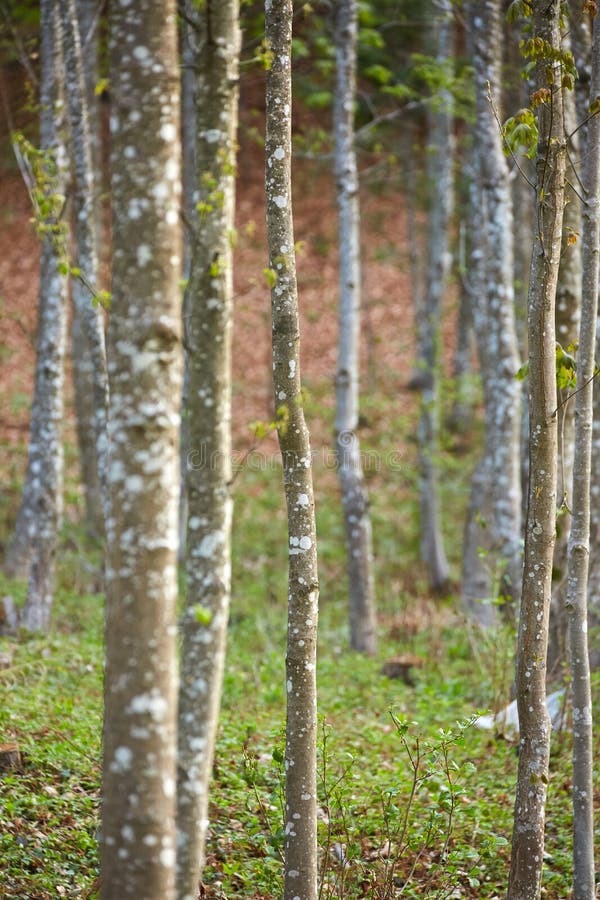 Bos van haagbeukbomen in de lente stock fotografie