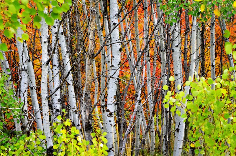 Bos van Pijnboom, Esp en MapleTrees in Daling royalty-vrije stock foto Bos van Pijnboom, Esp en MapleTrees in Daling royalty-vrije stock foto