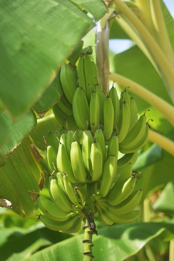 Bos van rijpe bananen op boom Landbouwaanplanting bij het eiland van Spanje De onrijpe bananen in de wildernis sluiten omhoog royalty-vrije stock foto Bos van rijpe bananen op boom Landbouwaanplanting bij het eiland van Spanje De onrijpe bananen in de wildernis sluiten omhoog royalty-vrije stock foto