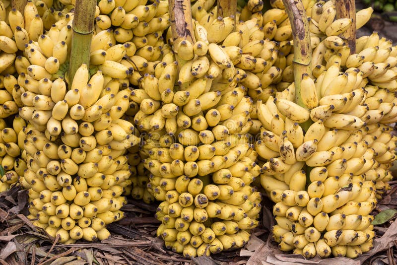 Bos van rijpe bananenachtergrond op de markt stock fotografie Bos van rijpe bananenachtergrond op de markt stock fotografie