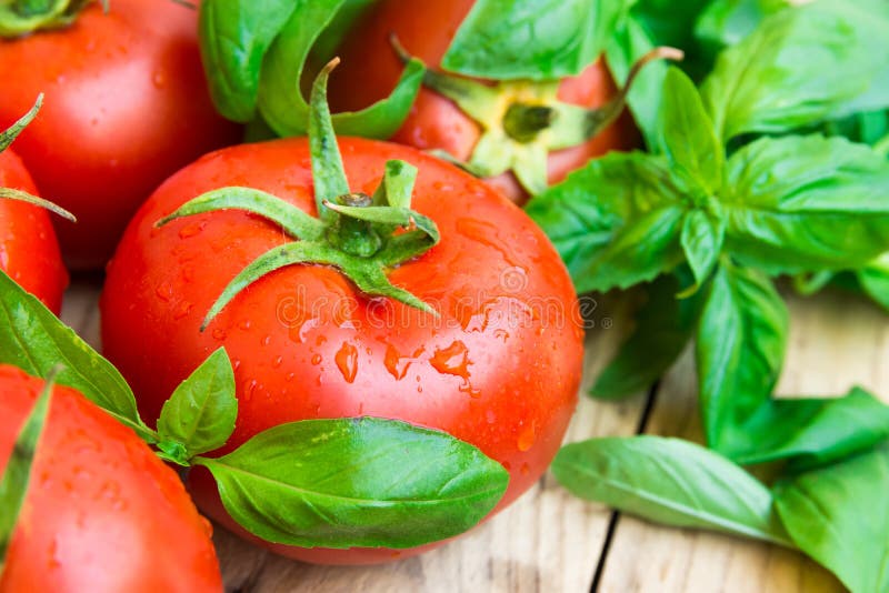 Bunch of fresh wet organic tomatoes, green basil on aged plank wood garden table, clean eating, healthy diet, Provence, Mediterranean style. Bunch of fresh wet organic tomatoes, green basil on aged plank wood garden table, clean eating, healthy diet, Provence, Mediterranean style