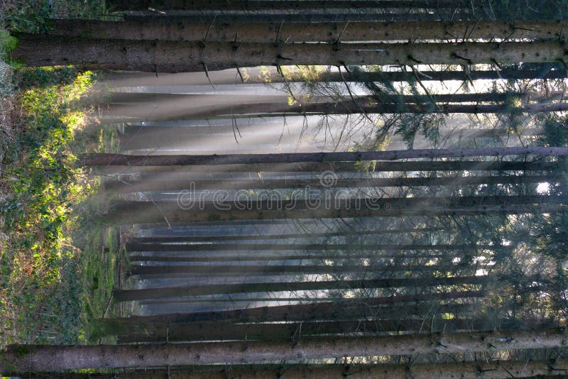 Forest with sunlight through the trees in Upper Bavaria, Germany. Forest with sunlight through the trees in Upper Bavaria, Germany.