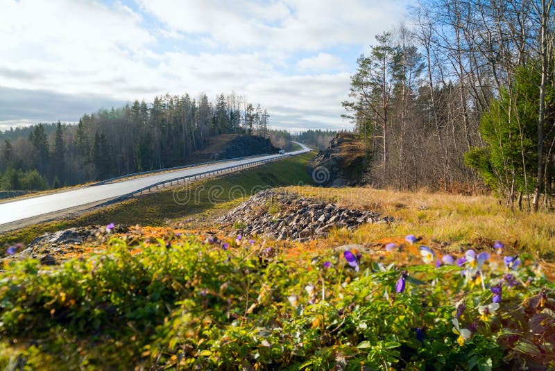 Bosbloemen langs weg a-121 Sortavala in Karelië Rusland stock foto Bosbloemen langs weg a-121 Sortavala in Karelië Rusland stock foto