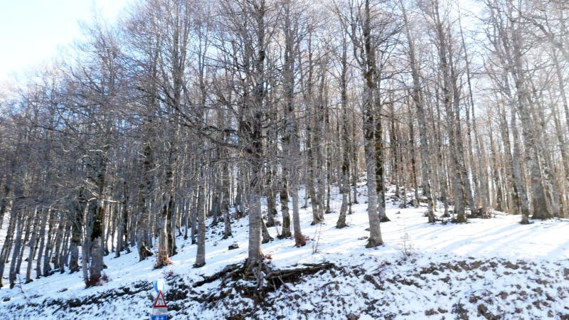 Bosbomensneeuw behandelde wintertijd