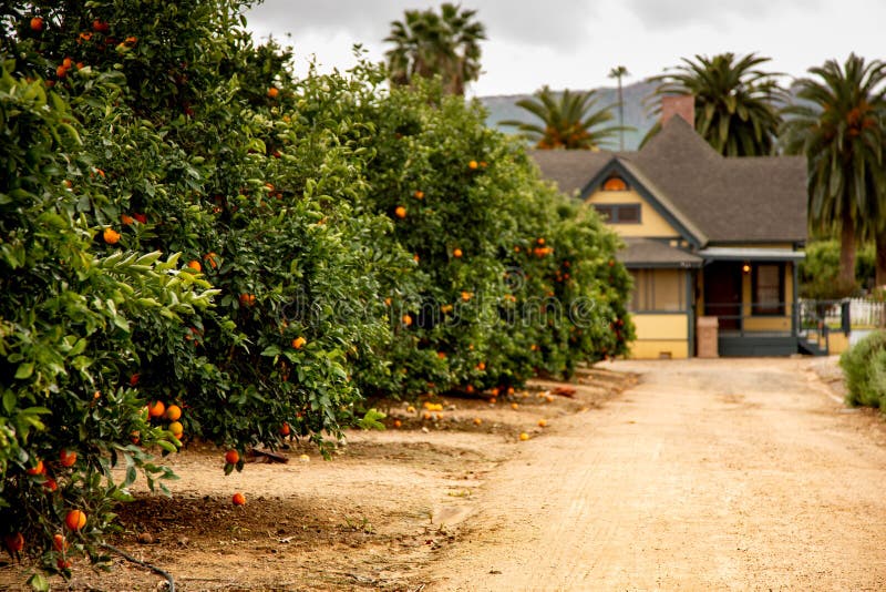 Boschetti arancio e una casa dell'azienda agricola