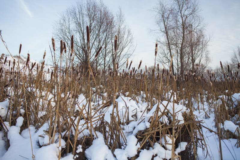 Boschetti del Cattail durante l'inverno fotografie stock libere da diritti Boschetti del Cattail durante l'inverno fotografie stock libere da diritti