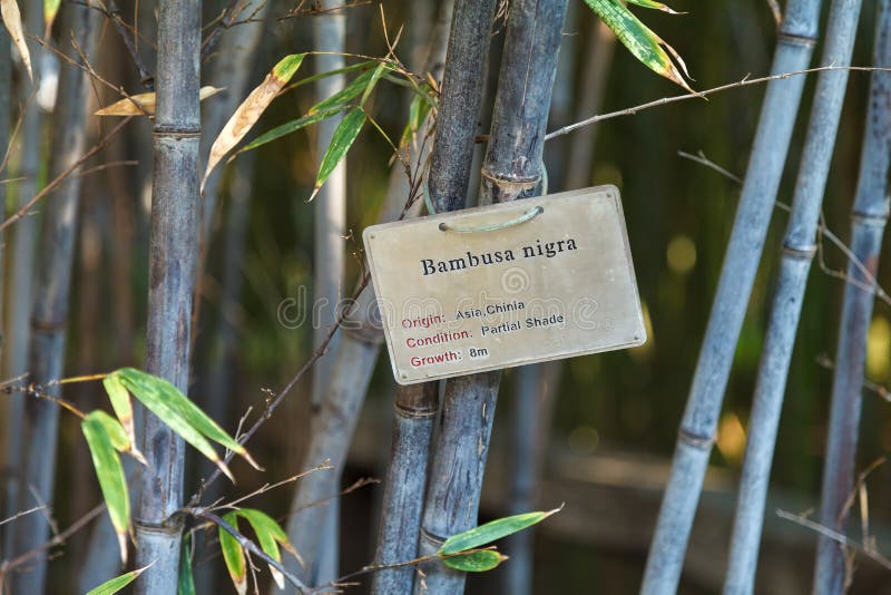 Boschetti spessi di giovane bambù paesaggio Nigra del Bambusa immagine stock libera da diritti Boschetti spessi di giovane bambù paesaggio Nigra del Bambusa immagine stock libera da diritti