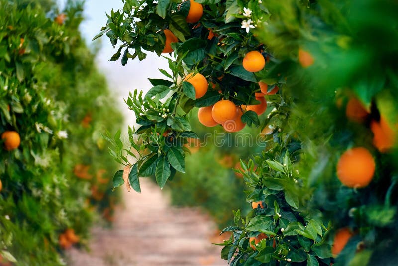 Boschetto arancio in Spagna del sud