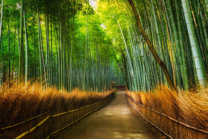 Boschetto del bambù di Arashiyama